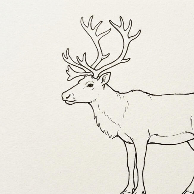 A basic line drawing of a reindeer